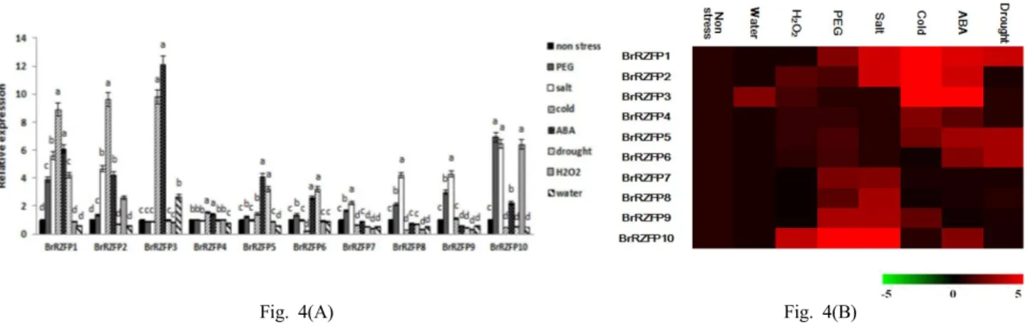 Fig. 4 (A) Real-time qPCR analysis of 10 BrRZFP  genes after application under various stresses in B
