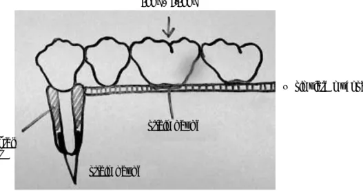 Figure 2. Schema of experimental model