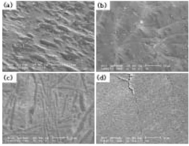 Fig 2. SEM micrographs of corroded surface of Ti alloys in 0.9% NaCl: ⒜ Cp-Ti, ⒝ Ti-3Nb,