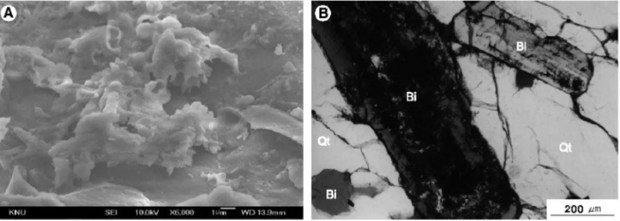 Fig. 2. Scanning electron microphotograph showing kaolinitic clay minerals on the surface of K-feldspar (A)