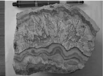 Fig. 8.  Representative specimen of the ore showing the wollastonite(Wo), datolite(Dt) and hedenbergite(Hb, dark gray) occurrence.