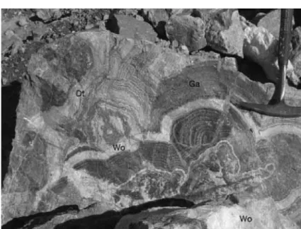 Fig. 9.  Representative specimen of the ore showing the large concentrically zoned spherical aggregates with rhythmically alternating bands wollastonite, pyroxene, garnet, datolite, and other minerals.