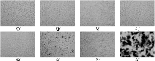 Figure 1. Morphological cell change as a function of the specimen extractions : a) Control, b) P Ti, c) Ti-3Nb, d) Ti-20Nb, e) Ti-40Nb, f) 316L, g) Co-Cr and h) Fe.