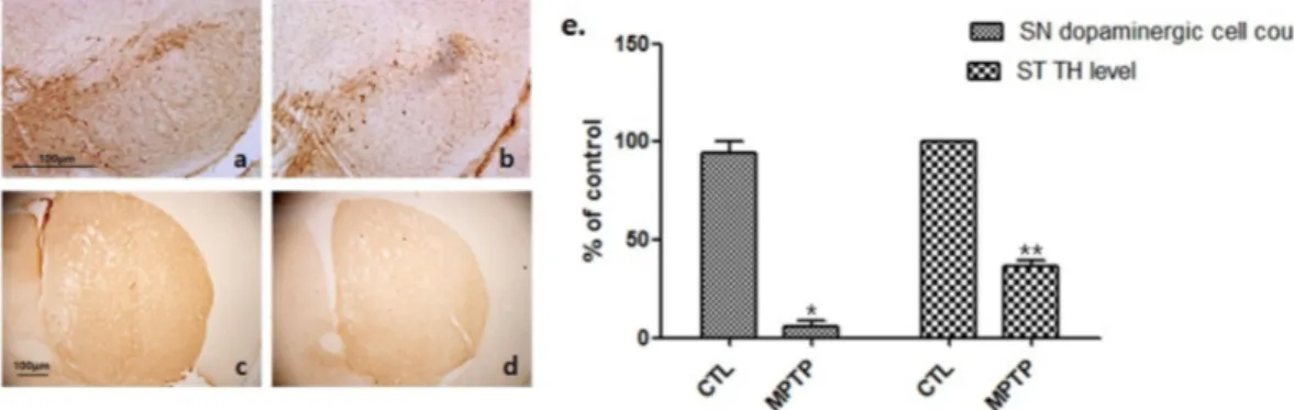 Fig.  1.  Dopaminergic  cell  expression  decrease  in  a  MPTP-induced  chronic  parkinsonism  mouse  model.