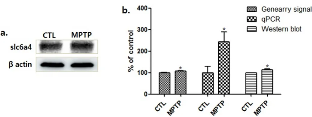 Fig. 2. Solute carrier family 6 member 4 (Slc6a4) expression caused by MPTP treatment increased in a MPTP induced chronic parkinsonism model.