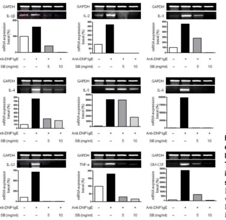 Fig. 5. Effects of SB on the  expression of IL-1β, IL-2,  IL-3, IL-4, IL-5, IL-6, IL-13,  TNF-α  and GM-CSF mRNA  in the anti-DNP  IgE-sen-sitized RBL-2H3.