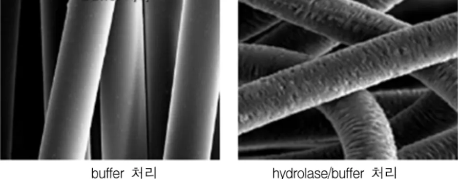 Fig.  16.  40℃의  pH8  buffer  용액(left)  및  hydrolase/pH8  buffer  용액  내에서  처리된  XLD  204(결정성  낮은  polyester  섬유)의  SEM  사진.