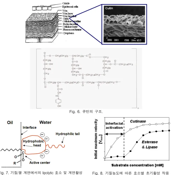Fig.  9.  Lid의  open과  close  상태일  때  lipase  구조  및  기질에  대한  활성  모식도.