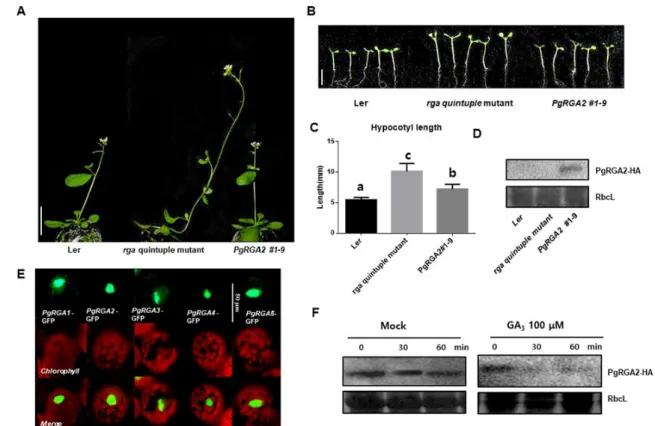 Fig.  5  Functional  characterization  of  PgRGA2  in  plants.  (A)  Plants  overexpressing  the  P  gRGA2  gene  were  rescued  the  phenotype  of  the  rga  quintuple  knockout  mutants