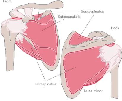 Fig.  1.  Muscles  of  the  rotator  cuff.주의해야 하는 혈자리라 할지라도 정확한 위치와 취혈법을 알고 활용한다면  보다  폭넓은  응용이  가능할  것이다.이에 저자는 극천의 위치에 대한 고전문헌의 조사와 경락경혈학 및 근육학적 검토를 통하여 어깨질환에서의 극천의 안전한 활용과 치료 효과에 대하여 제시할 점을 얻었기에 이를 보고하는 바이다.연구방법1