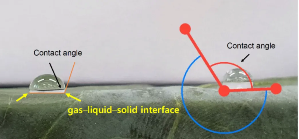 Fig.  1.  Representative  image  of  contact  angle  measurements  before  (right)  and  after  epicuticular  wax  removal  (left)  from  broccoli  leaf