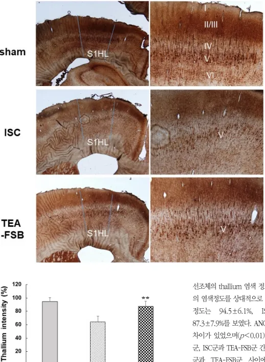 Fig.  7.  Representative  photographs  showing  regional  distributions  of  thallium(TI + )  -  positive  cells  in   hin-dlimb  sensorimotor  cortex(S1HL)  of 3  experimental  groups