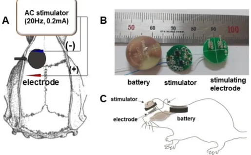 Fig.  1.  Implantation  and  stimulation of  transcranial  electroacupuncture  (TEA)  device