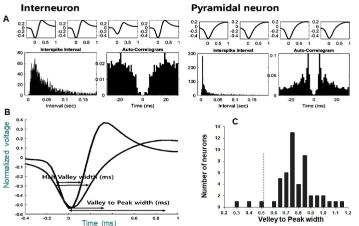 Fig.  4.  Electrophysiological  characterization  of  spikes  recorded  from  the  hindlimb  sensorimotor  cortex  adjacent  to  ischemic  injury