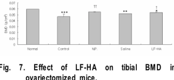 Fig.  6.  Effect  of  LF-HA  on  the  tibial  length  in  ovariectomized  mice.