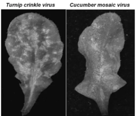 Fig. 1. Hypersensitive response (HR) phenotype on  Arabidopsis leaves infected by the Turnip  crinkle virus (TCV) and Cucumber mosaic  virus (CMV).