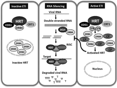 Fig. 5. DCL4 and DRB4 are required for HRT-mediated resistance. HRT, DRB4 and DCL4 are present  in a single complex