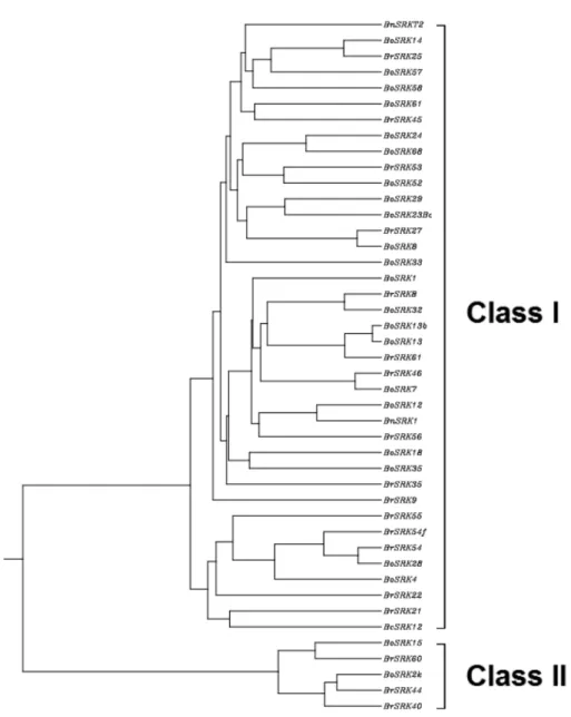 Fig. 1.  B.rapa, B.oleracea S-locus receptor kinase(SRK) ClassⅠ과  ClassⅡ  phylogenetic tree