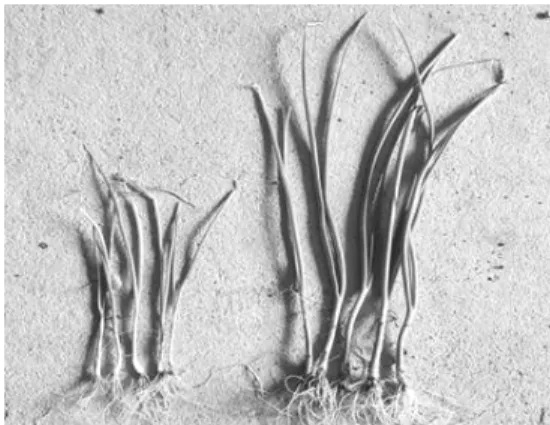 Fig. 2. Plant height difference by heterosis at the  seedling stage between selfing and crossing