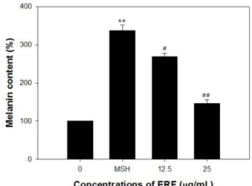 Fig.  6.  Light  micrographical  observation  of  B16F10  cells  after  treated  with  ERF
