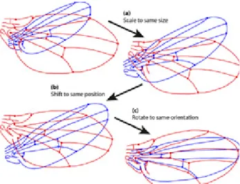 Figure 4: Procrustic shape analysis: 3-step transformation process (Klingenberg, 2015)