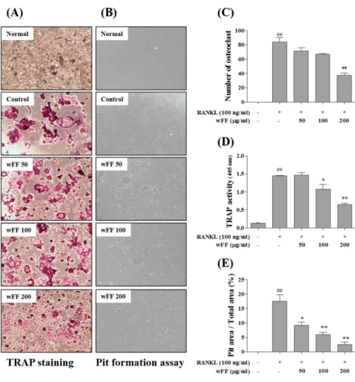 Fig.  2.  Inhibitory  effect  of  RANKL-  induced  osteoclastogenesis  and  pit  formation  by  wFF  in  RAW  264.7  cells.