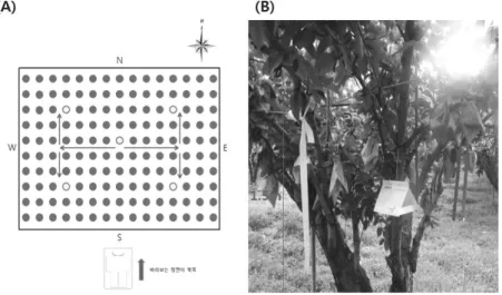 Fig. 2. Forecasting trees selected for field observation of Cacopsylla pyricola. (A) Schematic illustration  of forecasting tree (yellow color); and (B) Forecasting tree tied with ribbons.