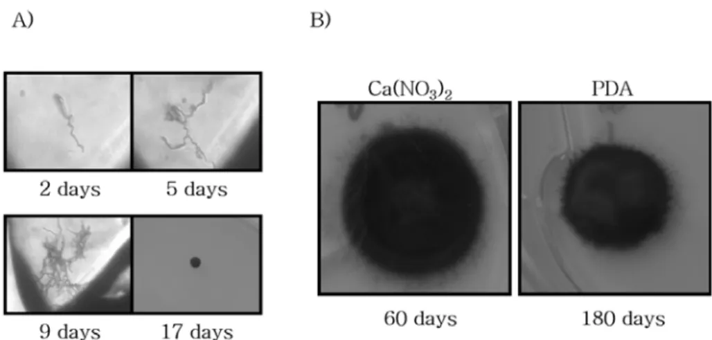 Fig. 4. The procedures of single-spore isolation under microscope A) and mycelial phonotypes B) of V
