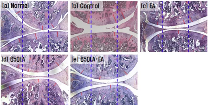 Fig.  4.  The  changes  on  the  histopathological  change  (H&amp;E  stain)  of  knee  joint  after  Laser/Electro  acupuncture  of  GB30ㆍGB34  administrations  in  collagenase  induced  arthritis  rats.