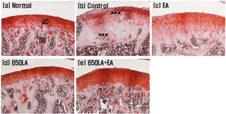 Fig.  6.  The  changes  on  the  histopathological  change  (Safranin  O  stain)  of  knee  joint  after  Laser/Electro  acupuncture  of  GB30  ․  GB34 administrations  in  collagenase  induced  arthritis  rats.