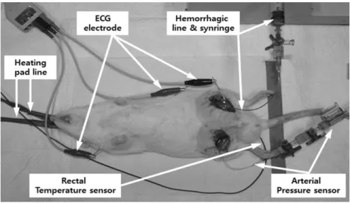Fig.  1.  Photograph  showing  experi- experi-mental  setup  for  induction  of   hemo-rrhage  shock  and  for  recording  of  arterial  blood  pressure  and   electro-cardiogram.삽입하고 중심체온을 지속적으로 측정하면서 온도조절기와 동물용 전기담요(Autonics,  Korea)를  이용하여  36.5±0.5oC로 