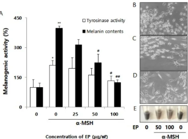Fig. 6. Inhibitory effect of ethanol extract of Polyporus on TRP-1  and TRP-2 protein expression