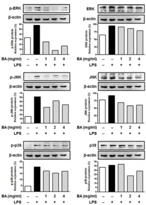 Fig.  5.  Effects  of  BA  on  the  activation  of  MAPK  in  LPS-stimulated RAW264.7  cells.