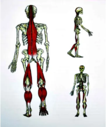 Fig.  2.  Superficial  back  line