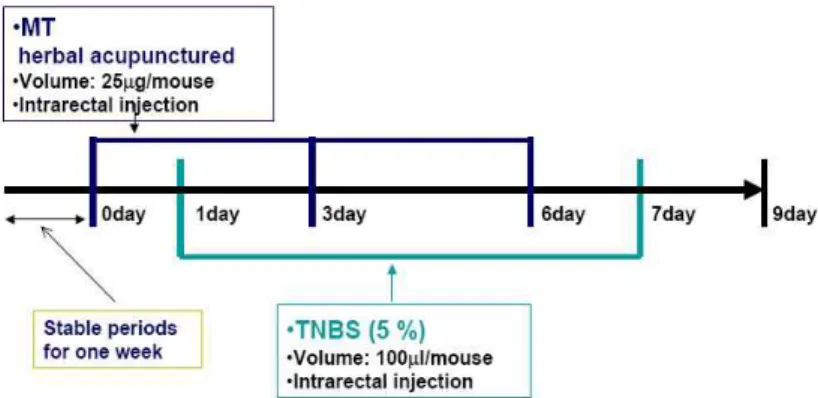 Fig.  1.  The  schematic  drawing  to  show  a  schedule  in  vivo  study.  MT  :  Moxi-tar,  TNBS  :  trinitrobenzene  sulphonic  acid.