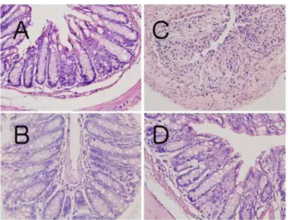 Fig.  3.  Microscopic  appearance  of  colon  in  control,  TNBS  alone,  MT  alone,  and  TNBS/MT  treated  mice  on  day  9