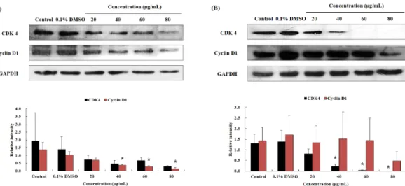 Fig.  4.  Effect  of  OJEF  Treatment  on  Protein  Expression  of  CDK4  and  Cyclin  D1  in  A375  Cells