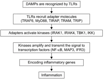 Fig. 1. Schematic vies of innate inflammatory response. Abbre- Abbre-viations:  DAMPs,  Danger  associated  molecular  patterns;  TLRs,  Toll-like  receptors;  TRAF6,  TNF  receptor-associated  factor  6; 