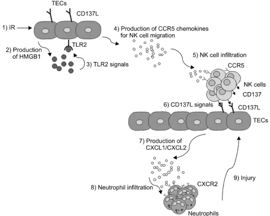 Fig. 3. An example of model summarizing the role of the tubular epithelial cell/NK cell/neutrophil axis in kidney IRI