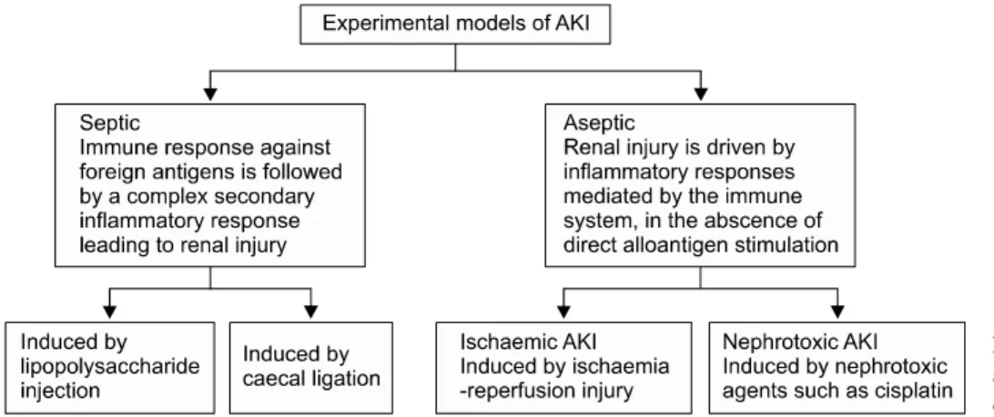Fig. 1. Classification of acute kidney injury. Abbreviations: ATN, acute tubular necrosis; AGN, acute glomerulonephritis; RPGN,  rapidly progressive glomerulonephritis.