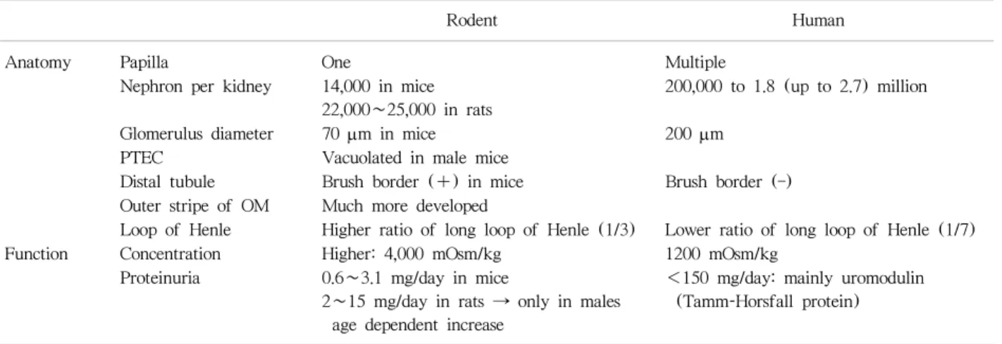 Table 1. Difference in renal anatomy and function: rodent vs. human