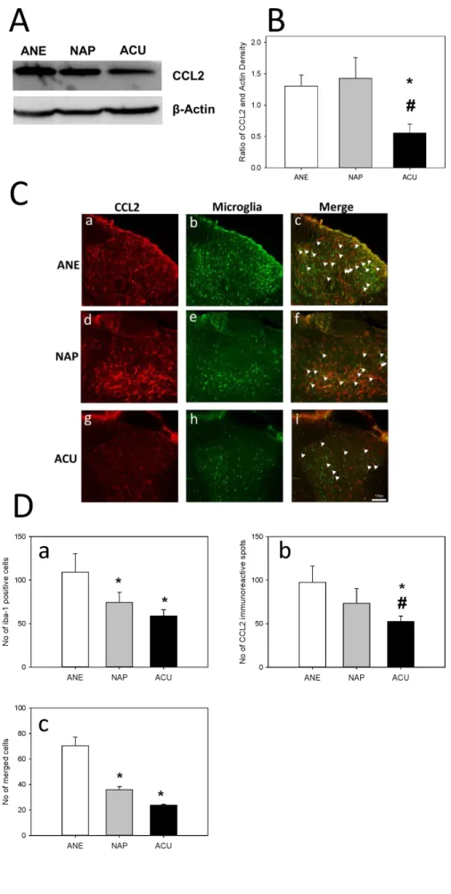 Fig.  4.  Effect  of  EA  on  CCL2  ex- ex-pression and microglial activation in neuropathic  animals.