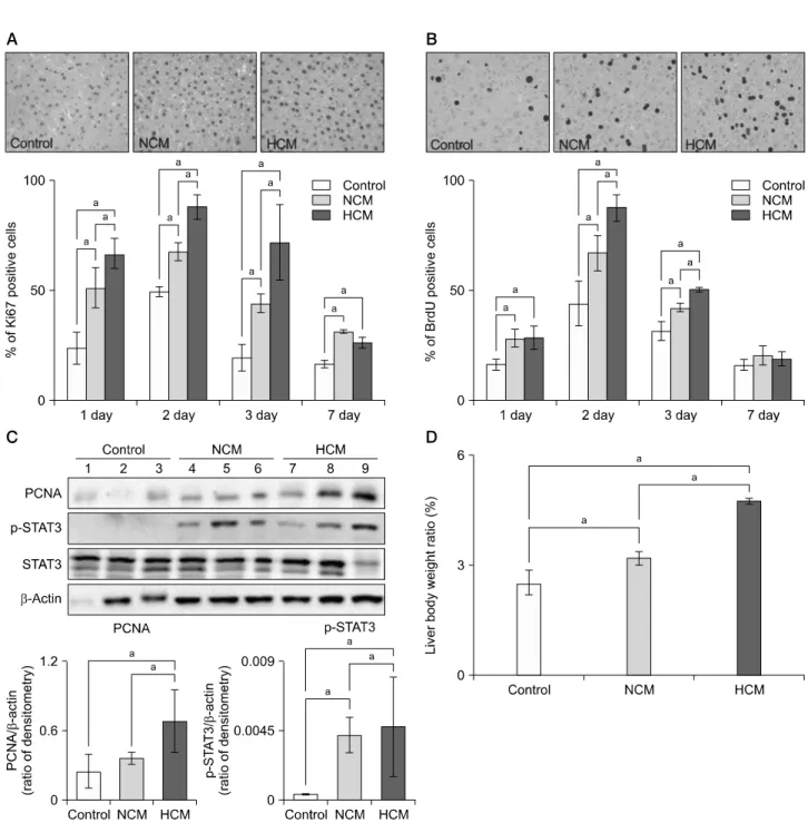 Fig. 4. Hypoxic conditioned media (HCM) effects on liver regeneration in partially hepatectomized mice