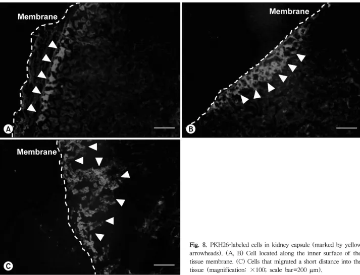 Fig. 8. PKH26-labeled cells in kidney capsule (marked by yellow  arrowheads). (A, B) Cell located along the inner surface of the  tissue membrane