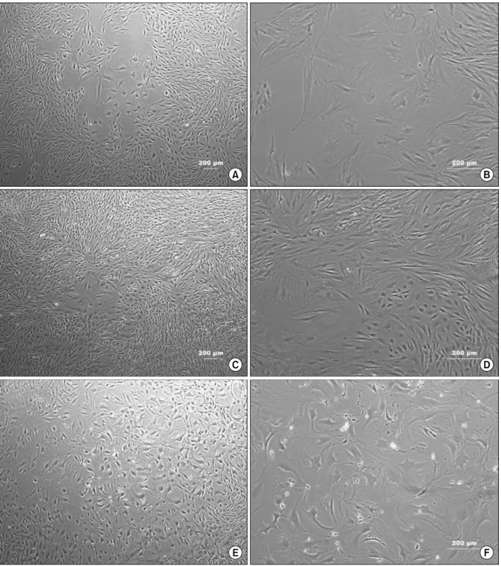Fig. 2. Morphological changes of differentiated rat bone marrow-derived mesenchymal stem cells