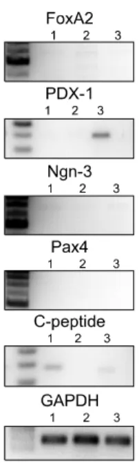 Fig. 3. Reverse-transcriptase  polymerase  chain  reaction  of  rat  bone marrow-derived mesenchymal stem cells (rBM-MSCs)