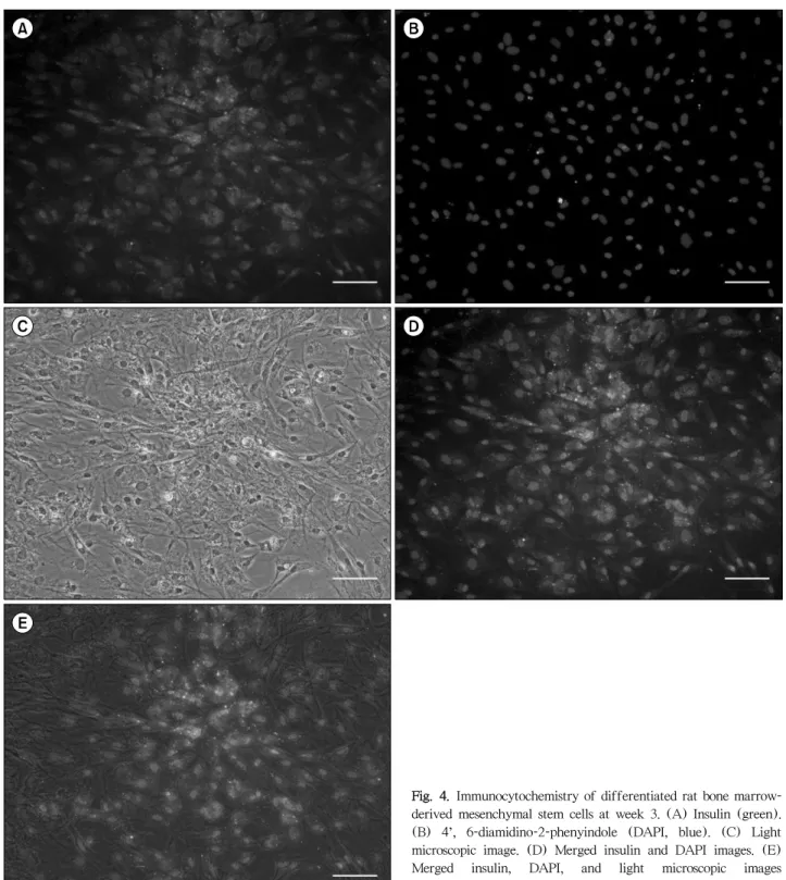 Fig. 4. Immunocytochemistry of differentiated rat bone marrow-  derived mesenchymal stem cells at week 3