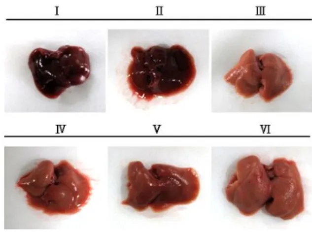 Table  6.  Organ  Weight  and  Relative  Liver