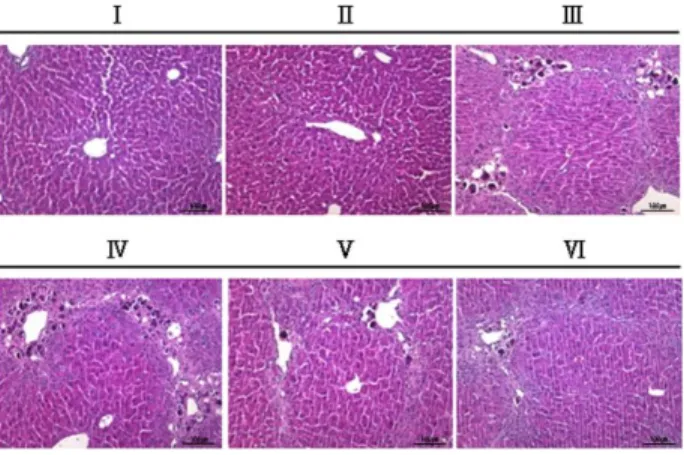 Fig.  2.  Histopathological  analysis  of  mouse  livers  after  8  weeks  of  TAA  treatment