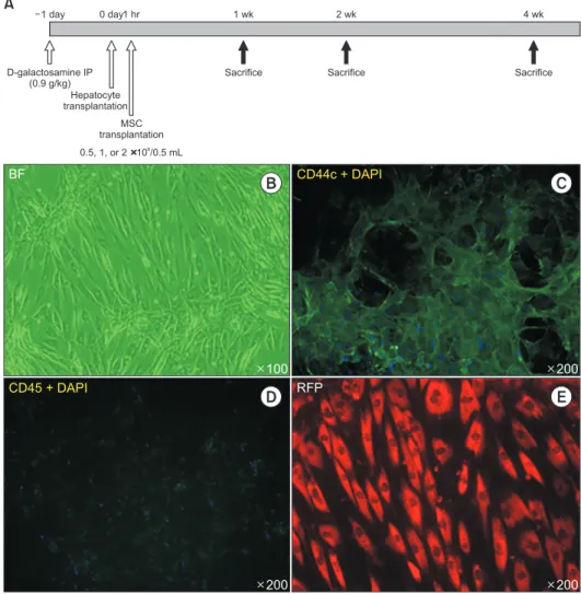 Fig. 1. Model of acute liver failure (ALF)  used in the cotransplantation study. (A)  Ex-perimental design for the cotransplantation  of rat hepatocytes and mesenchymal stem  cells (MSCs) in a rat model of ALF